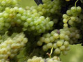 secchiovendemmia
