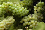 secchiovendemmia