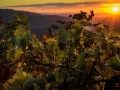 sojourn sunset vineyards
