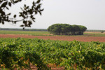 tiza campo reales vineyards 04