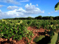 tiza campo reales vineyards 09