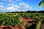 tiza campo reales vineyards 09