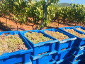 Ibizkus harvest 01
