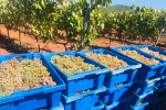 Ibizkus harvest 01