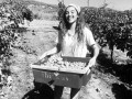 Ibizkus harvest 02