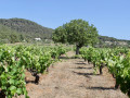 Ibizkus monastrell goblet pruned