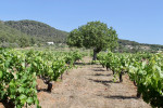 Ibizkus monastrell goblet pruned