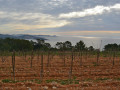 Ibizkus vineyard es cubells