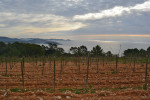Ibizkus vineyard es cubells