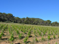 Ibizkus vineyard es cubells02