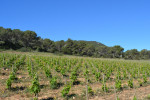 Ibizkus vineyard es cubells02