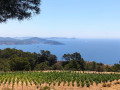 Ibizkus vineyard es cubells03
