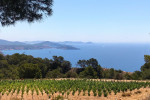 Ibizkus vineyard es cubells03
