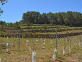 Ibizkus vineyard san lorenzo
