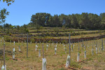 Ibizkus vineyard san lorenzo