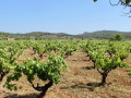 Ibizkus vineyard san mateo