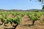 Ibizkus vineyard san mateo