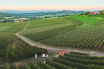 accornero vineyard01