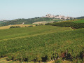 accornero vineyard02