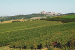accornero vineyard02