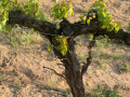 ribera del duero2