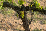 ribera del duero2