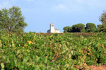 tiza campo reales vineyards 10