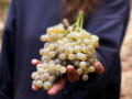 vina mein harvest grapes