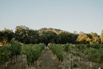 vineyard02