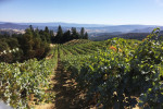 cornerstone vineyards