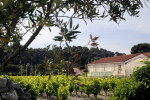 ferme blanche vineyards