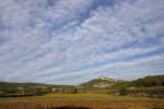 ferme blanche vineyards in fall