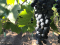 imperial stag vineyards dos cazadores grapes