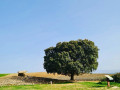 rioja