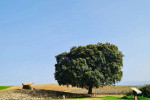 rioja