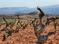 rioja vineyards01