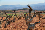 rioja vineyards01