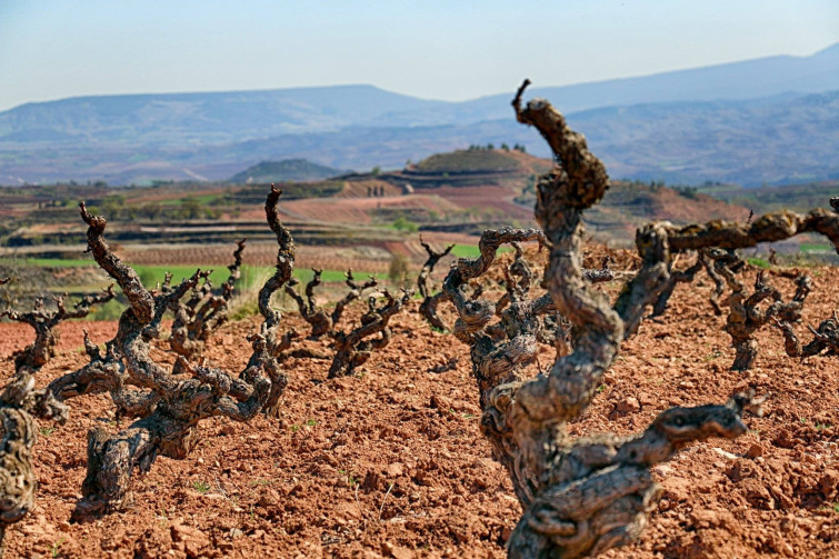 rioja vineyards01