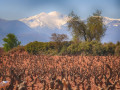 rioja vineyards02