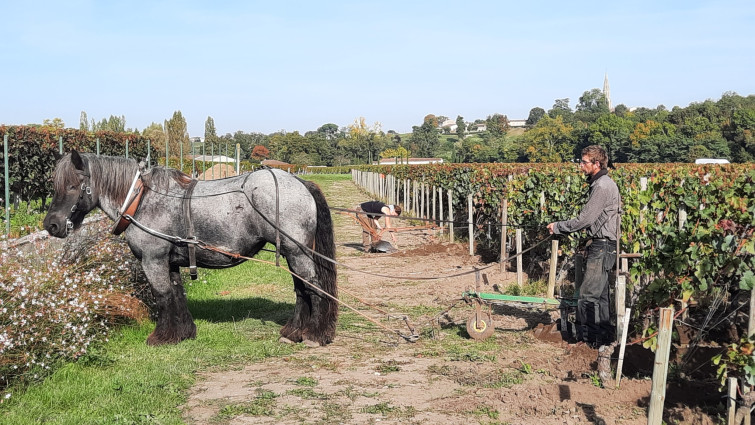 thibeaud maillet horse plowing vineyards