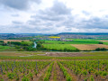 champagne georges cartier vineyards