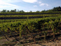ricudda vineyards 02