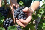 domaine manoir du carra cutting grapes