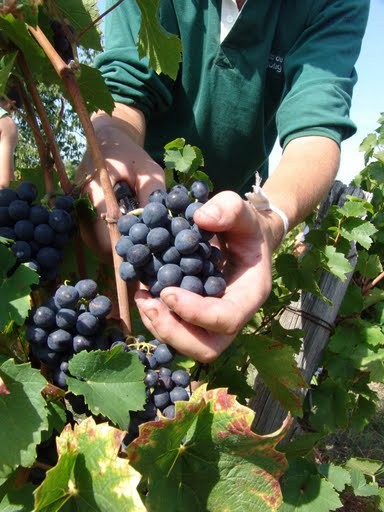 domaine manoir du carra cutting grapes