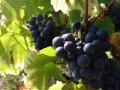 domaine manoir du carra grapes