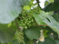 alanis vine
