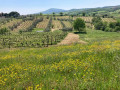 antonio camillo vineyard01