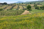 antonio camillo vineyard01