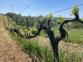 antonio camillo vineyard02