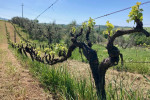 antonio camillo vineyard02